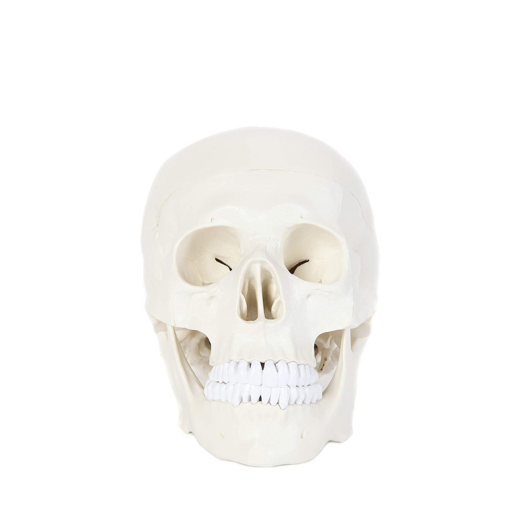 Crane humain Oneaday prix tunisie