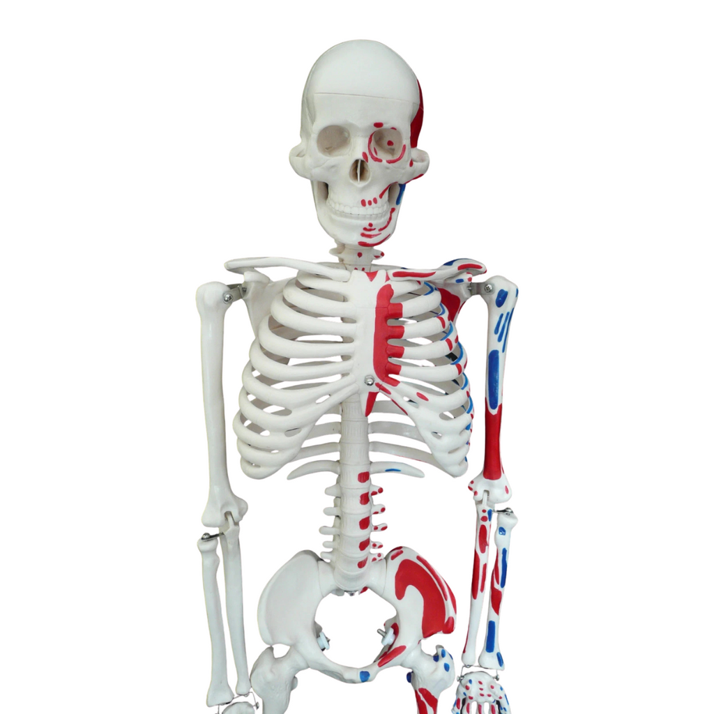 Human Skeleton with Muscle Insertion & Origin Anatomical Model - Medical Anatomy Oneaday prix tunisie