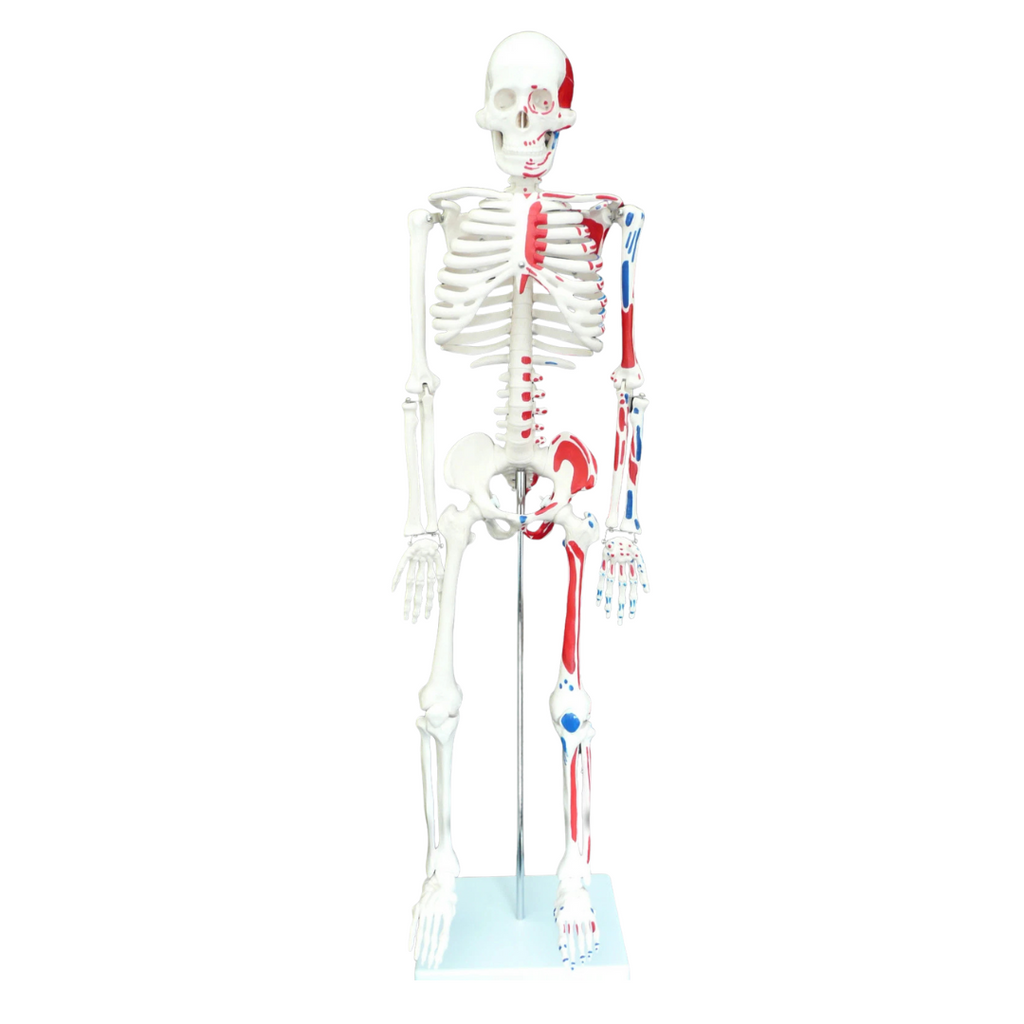Human Skeleton with Muscle Insertion & Origin Anatomical Model - Medical Anatomy Oneaday prix tunisie
