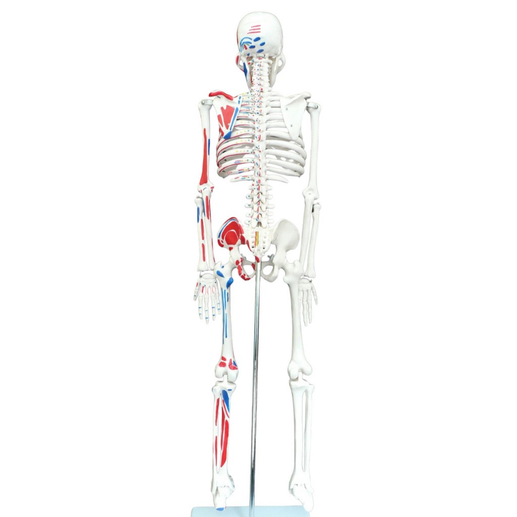 Human Skeleton with Muscle Insertion & Origin Anatomical Model - Medical Anatomy Oneaday prix tunisie