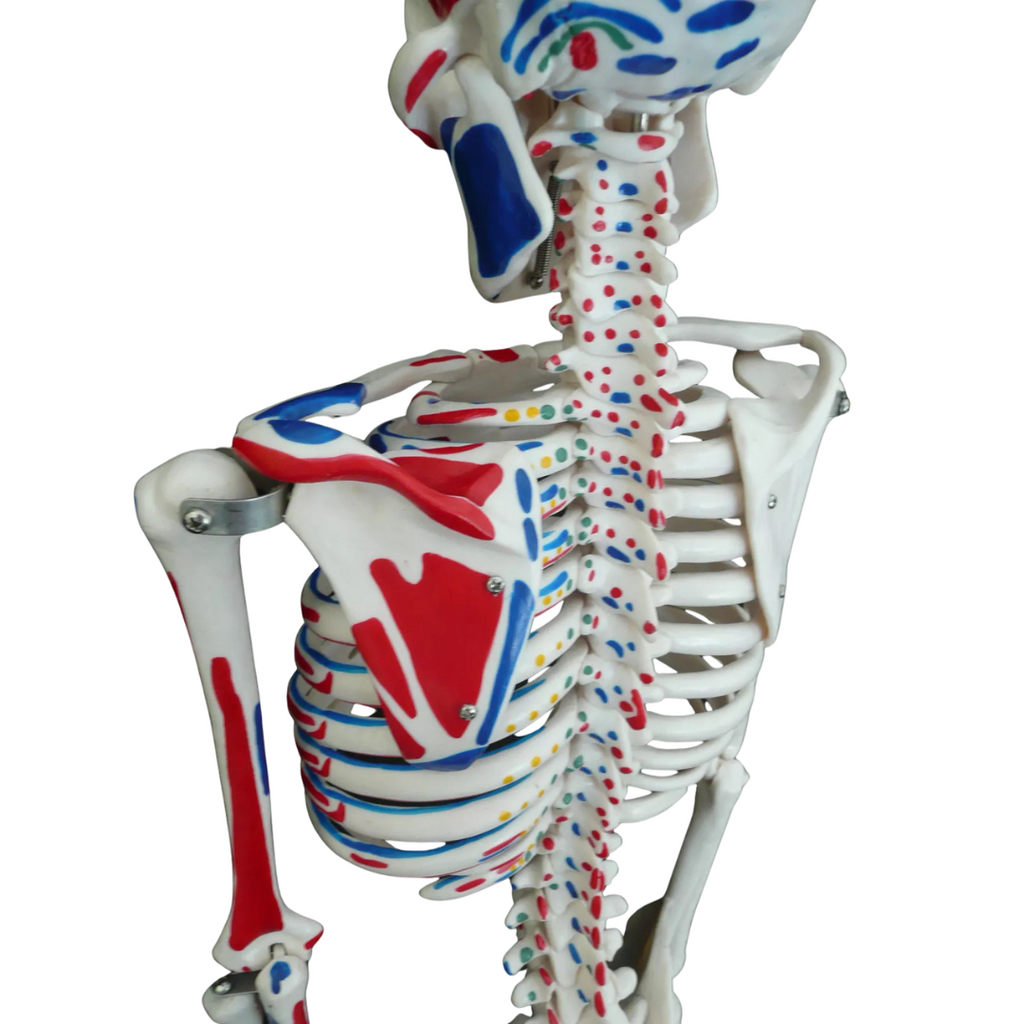 Human Skeleton with Muscle Insertion & Origin Anatomical Model - Medical Anatomy Oneaday prix tunisie