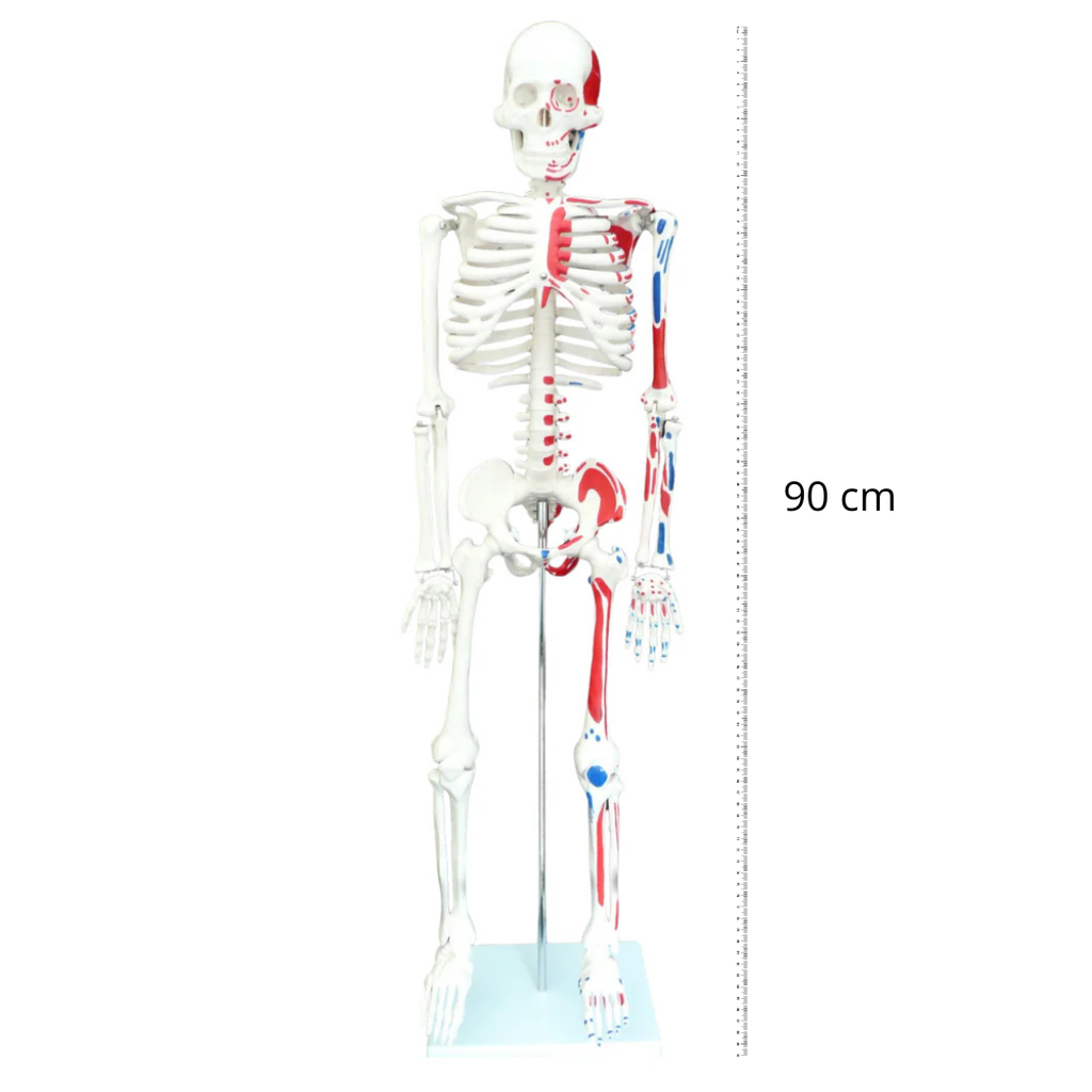 Human Skeleton with Muscle Insertion & Origin Anatomical Model - Medical Anatomy Oneaday prix tunisie