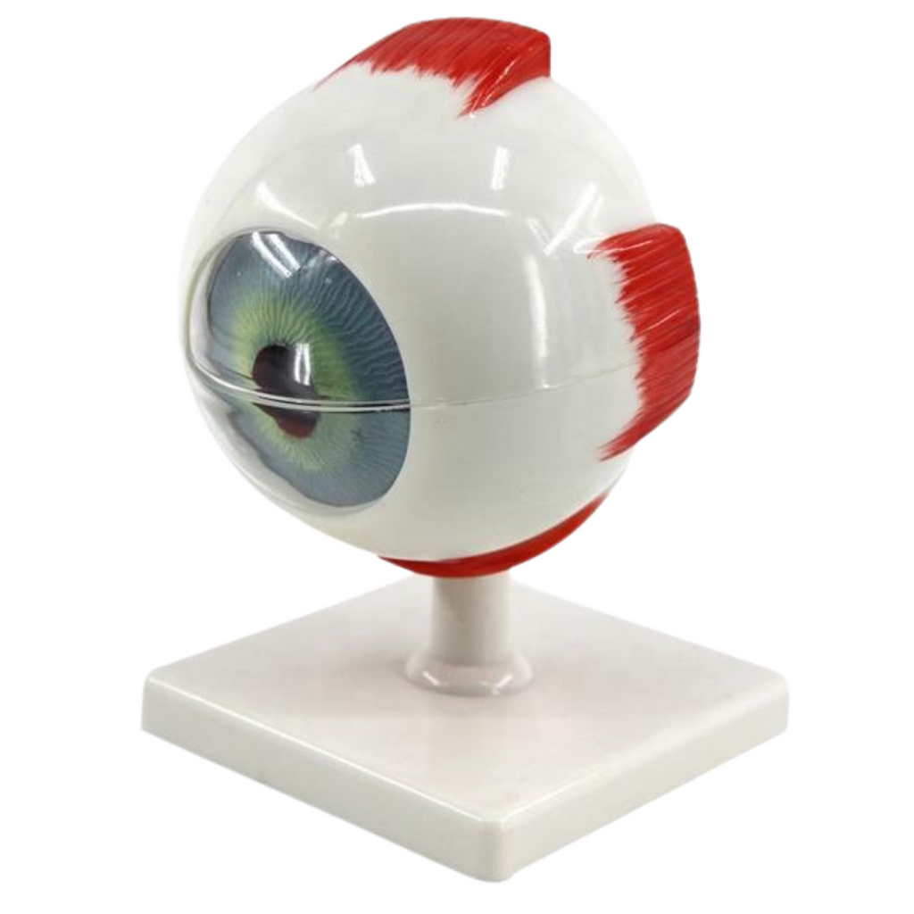 Modèle de l'oeil humain Oneaday prix tunisie