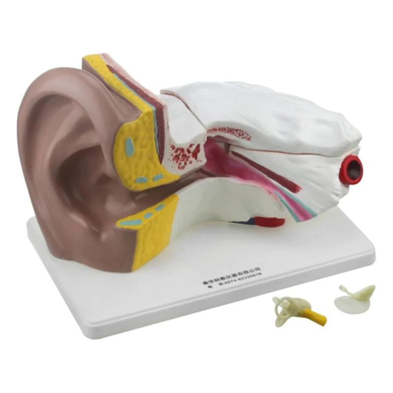 Modèle de l'oreille démontable grossi 5X Oneaday prix tunisie