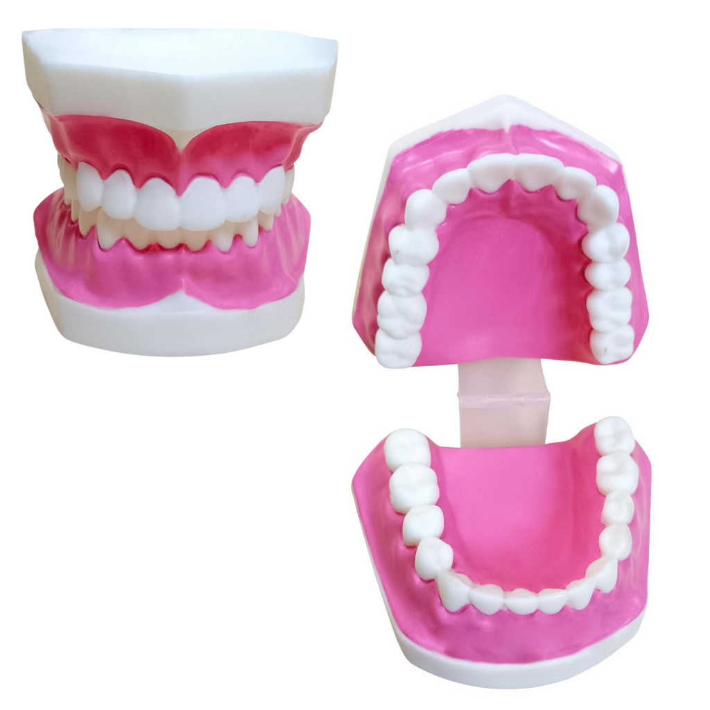 Modèle Dentaire Oneaday prix tunisie