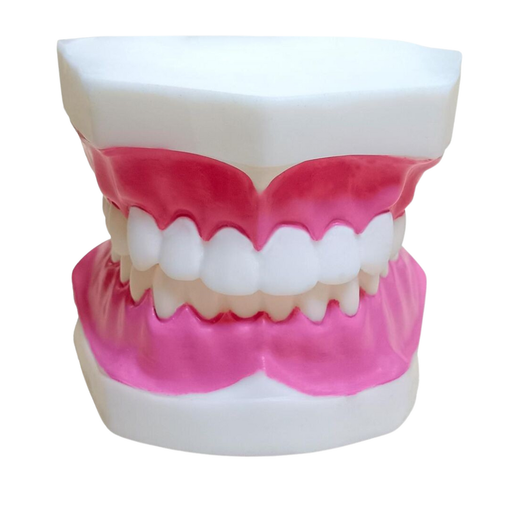 Modèle Dentaire Oneaday prix tunisie