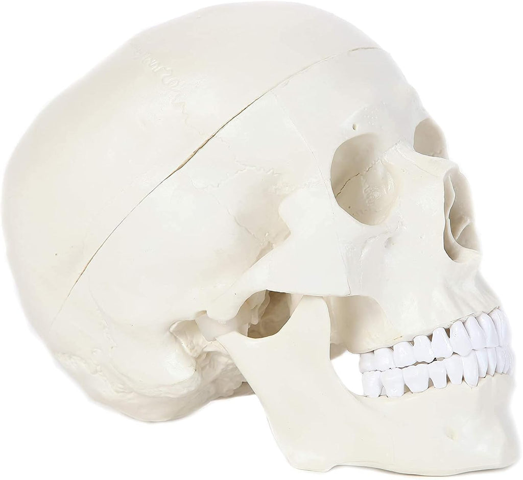 Modeleq de Crane adulte Oneaday prix tunisie