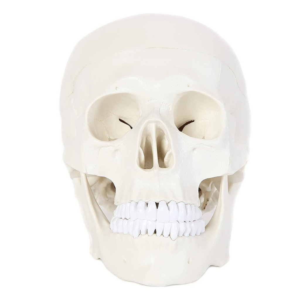 Modeleq de Crane adulte Oneaday prix tunisie