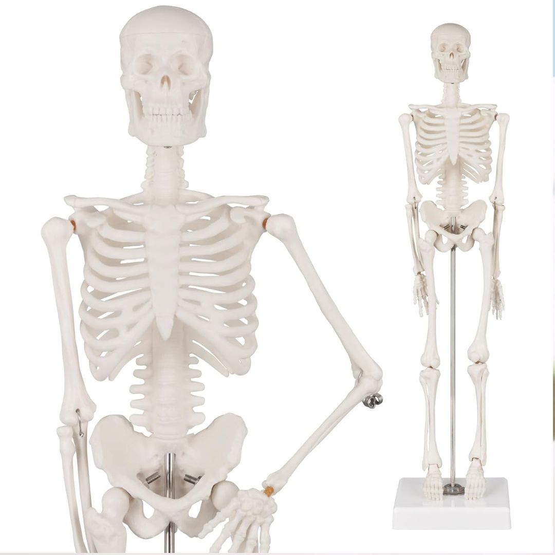 Squelette Humain Human Skeleton | Oneaday