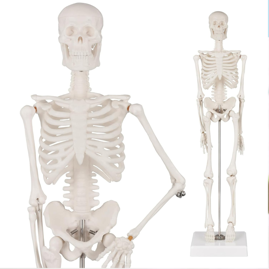 Squelette Humain Human Skeleton Oneaday prix tunisie
