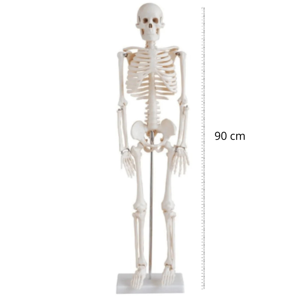 Squelette Humain Human Skeleton Oneaday prix tunisie