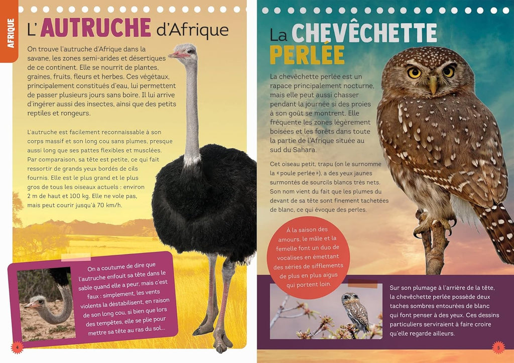 100 espèces d'oiseaux à découvrir encyclopedie Oneaday prix tunisie