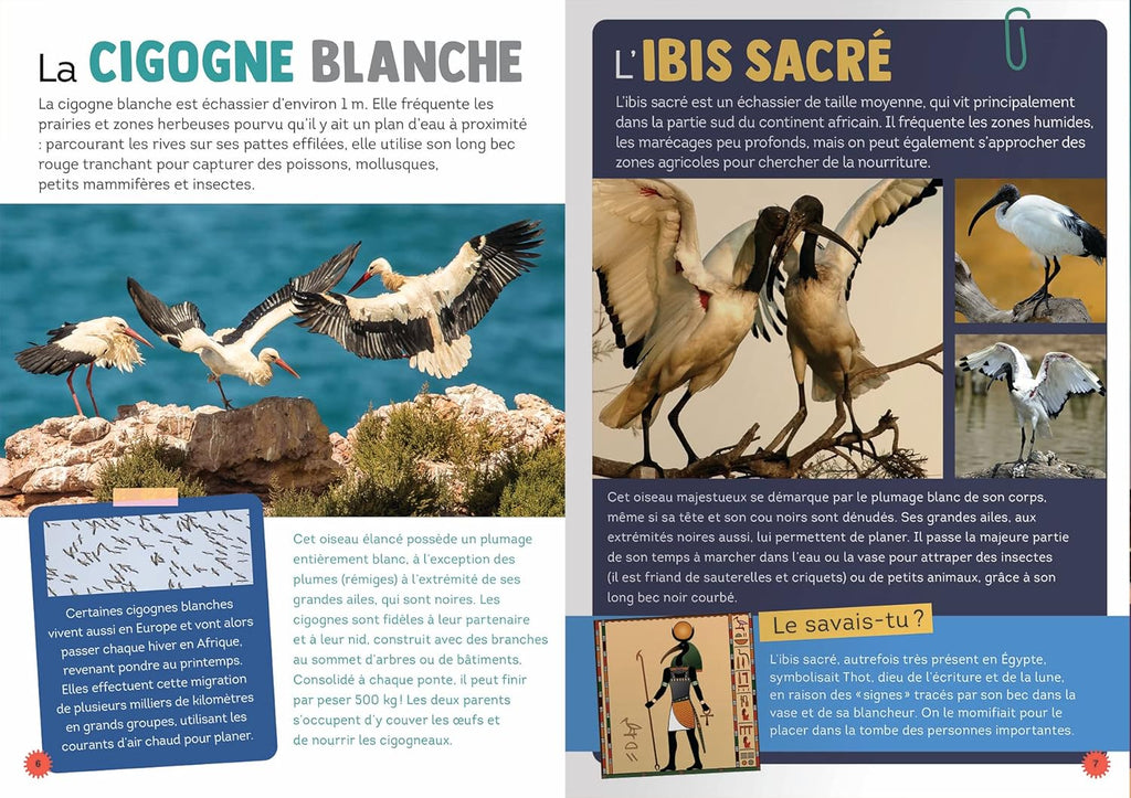 100 espèces d'oiseaux à découvrir encyclopedie Oneaday prix tunisie
